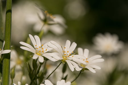 bianco, fiore, fiore bianco, fiori, Bloom, fiore selvaggio, primavera