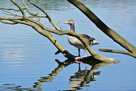 goose, migratory birds, poultry, nature, animal, bird, lake