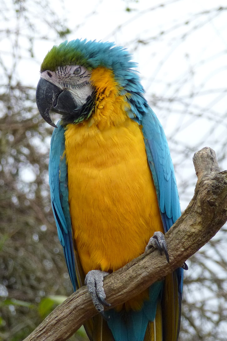 parrot, colourful, macaw, animal, tropical, feather