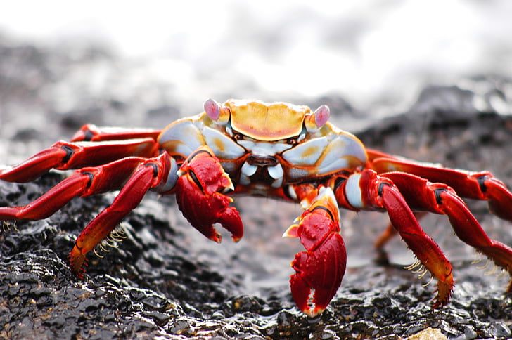 crab, galapagos, krabbe, ecuador, wildlife, island, one animal
