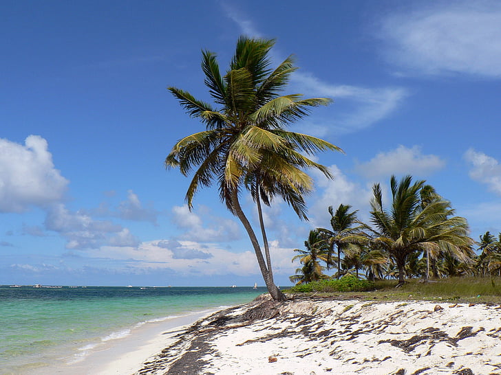 Dominikanska republiken, Punta cana, stranden, kokos, havet, Holiday, paradis