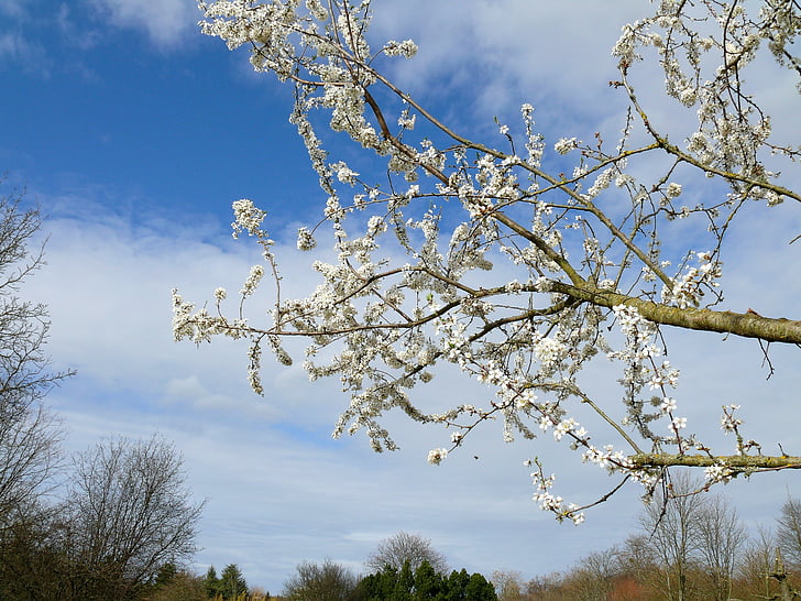 Пролет, дървото цъфти, бели цветя, природата, дърво, цветя, бяло