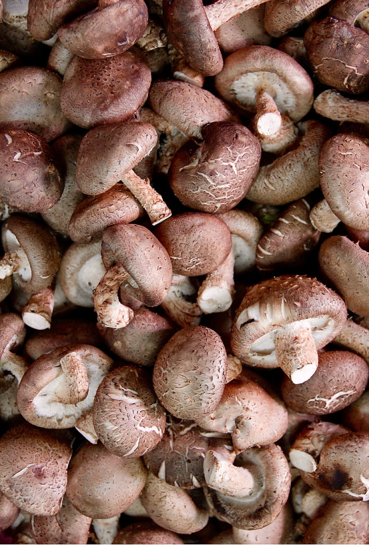 mushrooms, delicious, champion, market, purchasing, fruit, sweet