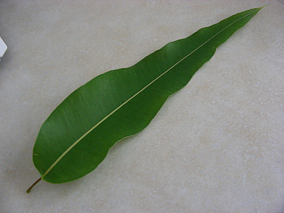 Leaf, guma leaf, listy, Austrália, zeleň, rastliny, Flora