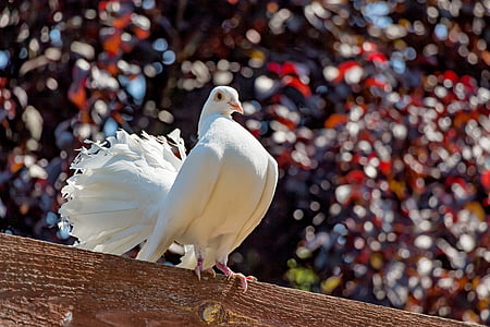 pigeon, white, pávagalamb, bird, winged, feathered, animal