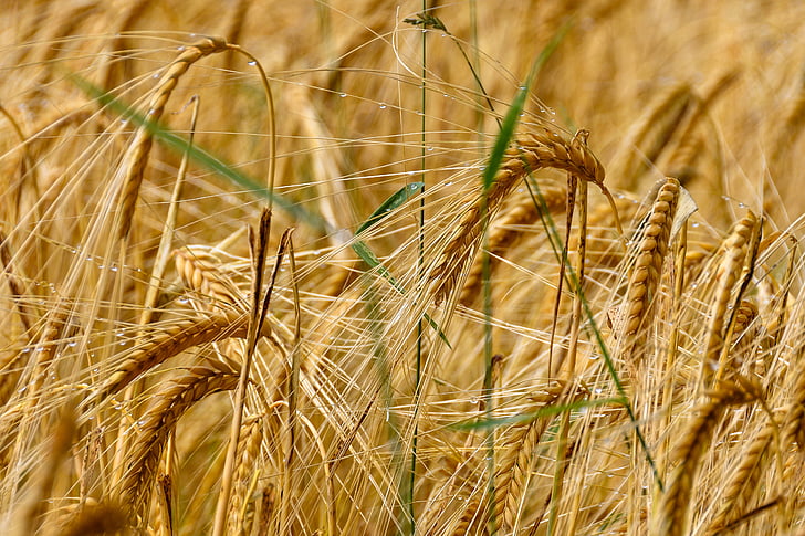 trigo, cereales, campo, grano, agricultura, planta, alimentos