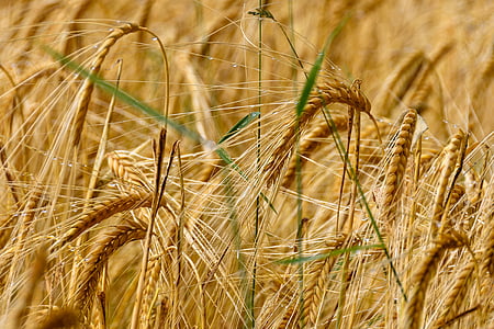 lúa mì, ngũ cốc, lĩnh vực, ngũ cốc, nông nghiệp, thực vật, thực phẩm