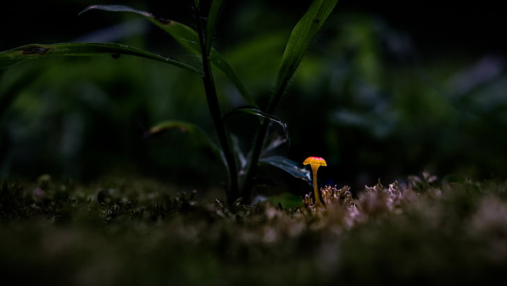 abstract, close up, glow, grass, green, macro, mushroom