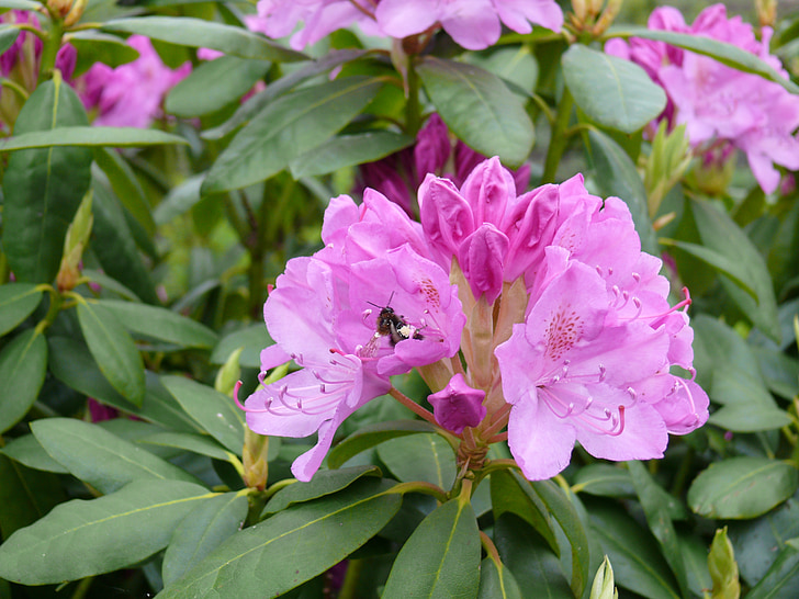 Rhododendron, rózsaszín, Bloom, kert, rózsaszín virág