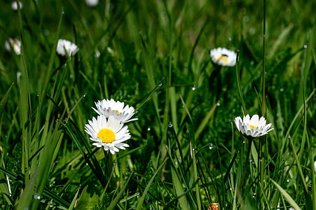 spring, daisy, white, blossom, bloom, flowers, wildflowers