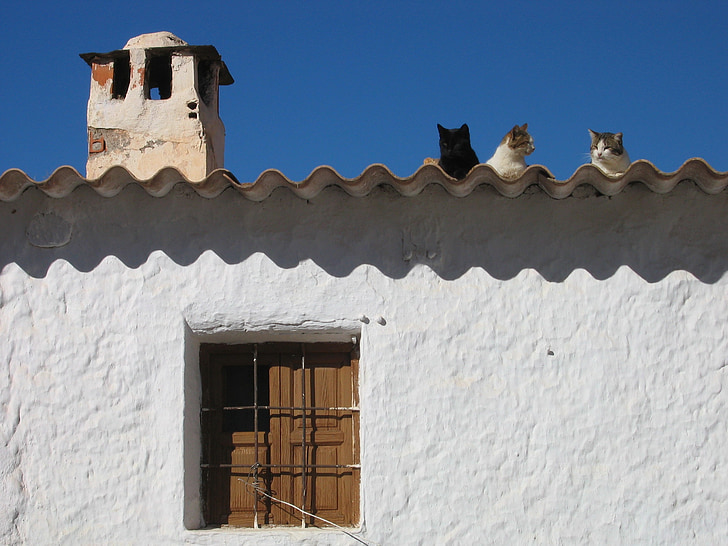 mačke, krov, kuća, kamin