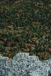 灰色, 岩石, 形成, 附近的, 绿色, 树木, 国家端