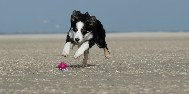 giovane border collie, cane sulla spiaggia, estate, con la sfera, cane da caccia palla, cane viene eseguito dopo la sfera, giovane cane
