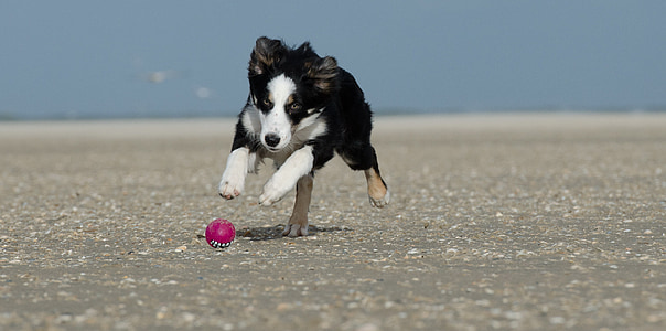 jonge Bordercollie, hond op strand, zomer, met bal, bal jachthond, hond loopt na bal, jonge hond