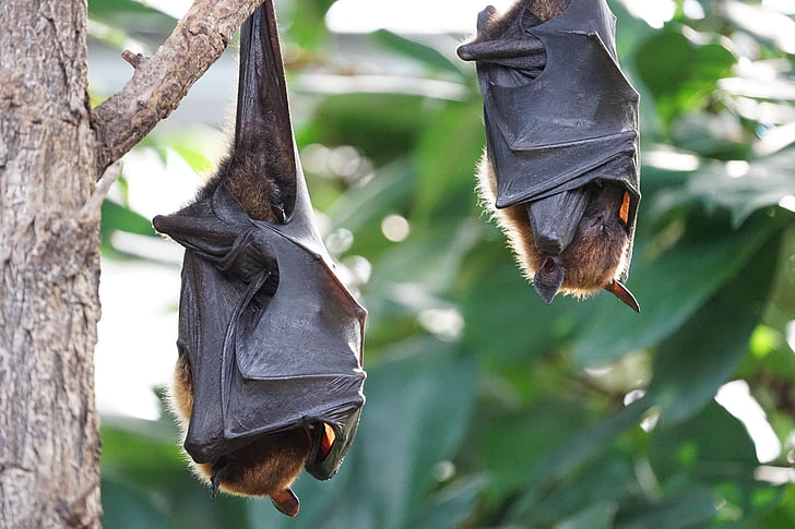 Flying kettujen, bat, trooppinen bat, roikkuu, puu, keskittyä edustalla, ulkona