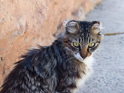 cat, stray, eyes, looking, homeless, street, young