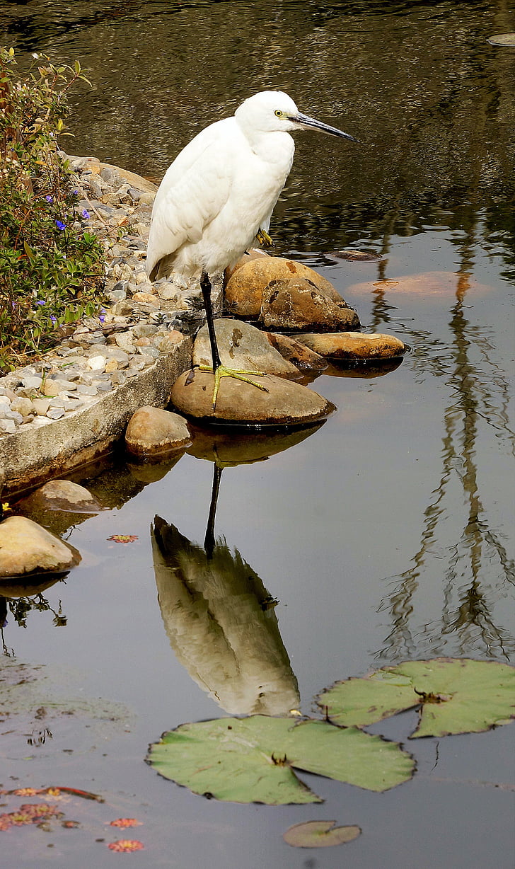 ocell, reflexió, l'aigua, vida silvestre, Estany