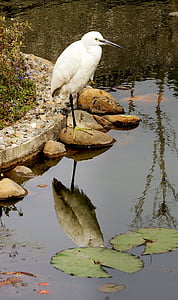 fågel, reflektion, vatten, vilda djur, dammen