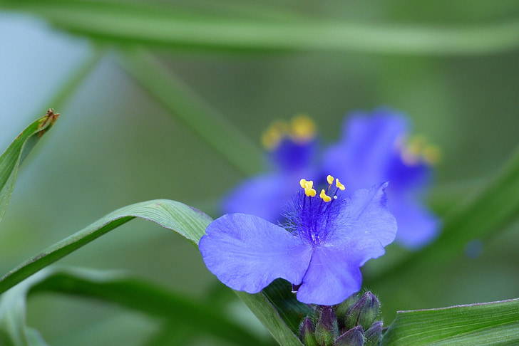 kvety, na začiatku leta, Japonsko, spiderworts, fialová, prírodné, záhradníctvo