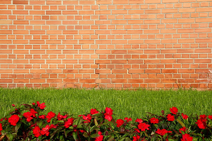 dinding, merah, bunga, terburu-buru, batu bata, batu bata, dinding bata