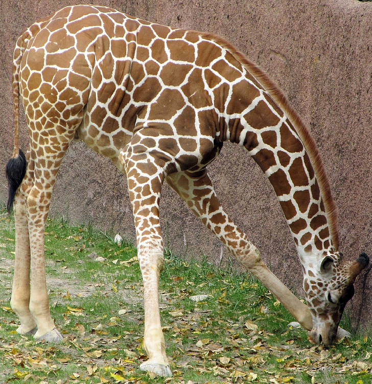 giraffe, eating, animals, mammals, tallest, wildlife, zoo