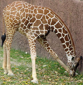 giraffe, eating, animals, mammals, tallest, wildlife, zoo
