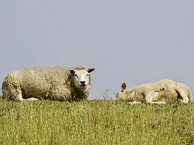 fåren, lamm, mor-barn, Schäfchen, ull, oro, gräs