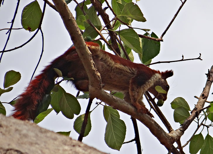Malabar olbrzymie wiewiórka, ratufa indica, Indyjski gigant wiewiórka, dzikich zwierząt, zwierząt, Wiewiórka, Karnataka