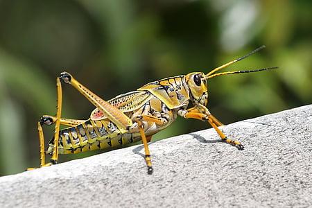 close-up, grasshopper, insect, macro, royalty  images, nature, animal