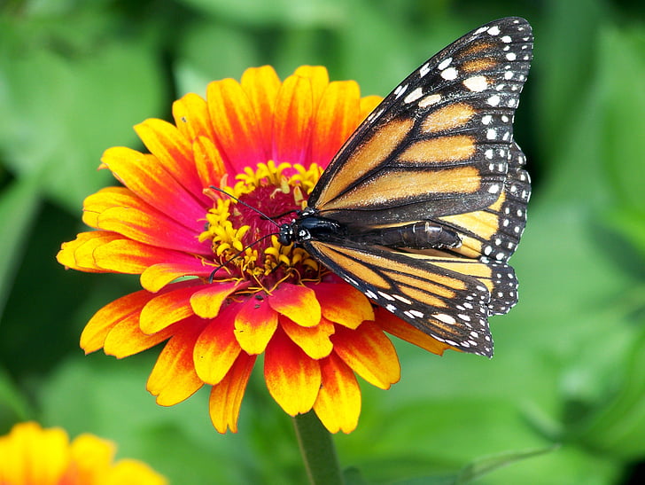 monarca, borboleta, flor, zínia, laranja, -de-rosa, vermelho