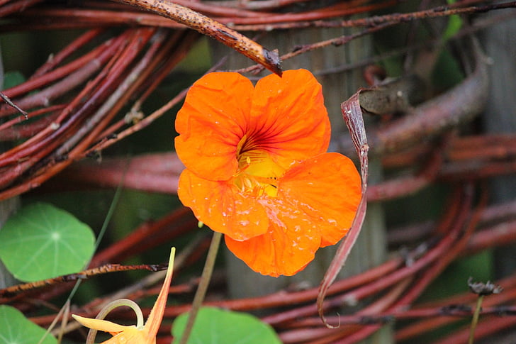 flower, orange, vine