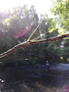 Aranha, pesca, Web, teia de aranha, natureza, close-up