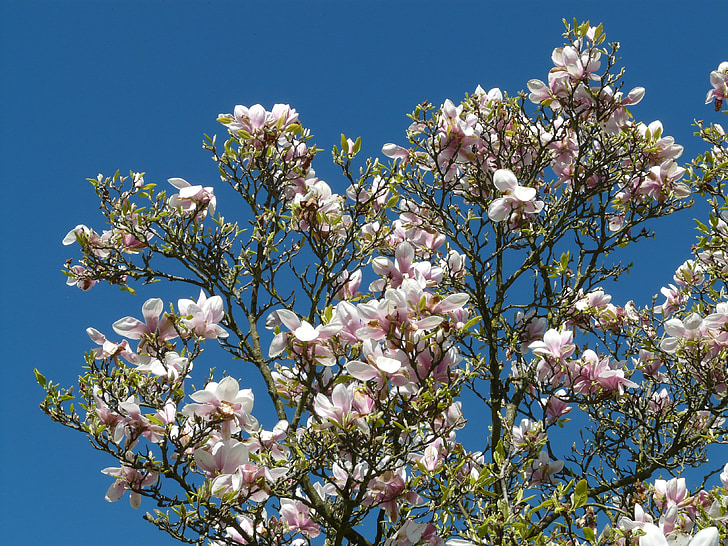 Tulip magnolia, copac, Bush, Magnolia, magnoliengewaechs, Cercidiphyllum, floare