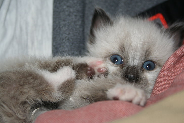 animal, felino, gatito, mimoso, ojos azules, ojos de gato, azul