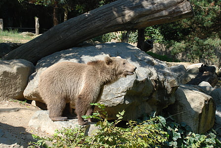 beruang, coklat, hewan, liar, kebun binatang