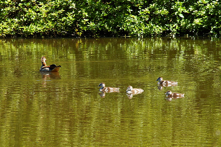 Duck, Mamma, familie, vand, vandfugle, kyllinger, natur