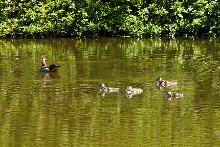 duck, mamma, family, water, waterfowl, chicks, nature