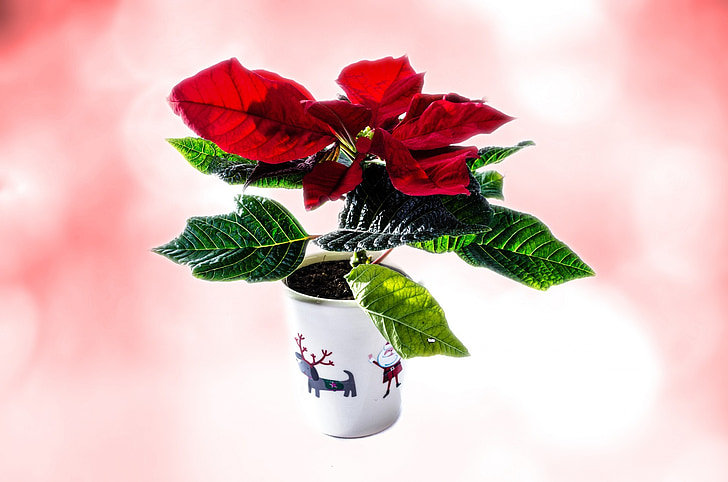 Natal, isolado, chave de alta, isolado branco, flor de Poinsétia, natural, verde