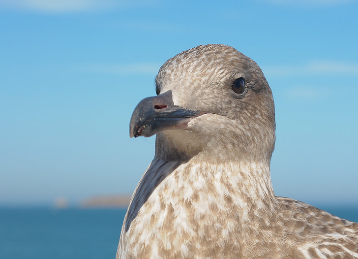 juvenile gull, bird, animal, sea, seagull, nature, wildlife