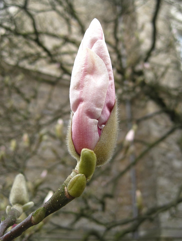 bourgeon de Magnolia, Frühlingsanfang, bourgeon, arbre de Magnolia, fleur de Magnolia, printemps, plante