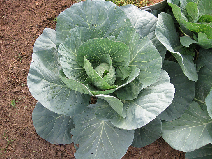 cabbage, garden, food, organic, nature, vegetarian, plant