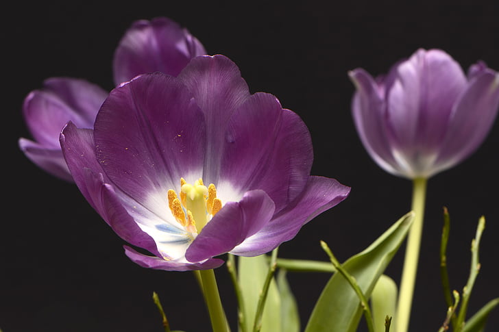 tulipes, tulpenbluete, fleurs, violet, jaune, blanc, vert