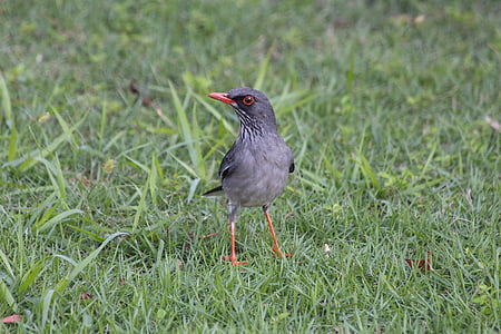 red-legged thrush, turdus plumbeus, bird, feathered race, animals, green grass, green background