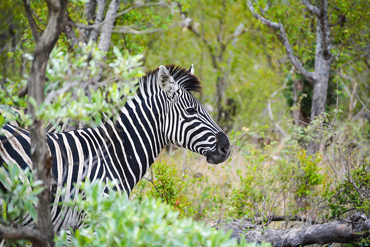 Zebra, l’Afrique, animal sauvage, Parc national, Safari, savane, animal