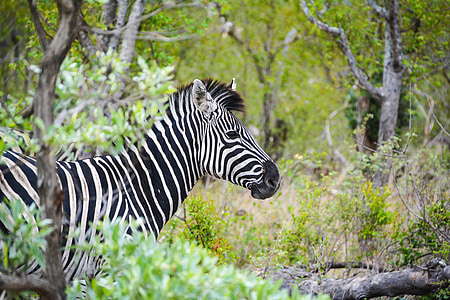 Zebra, Afrika, hewan liar, Taman Nasional, Safari, Savannah, hewan