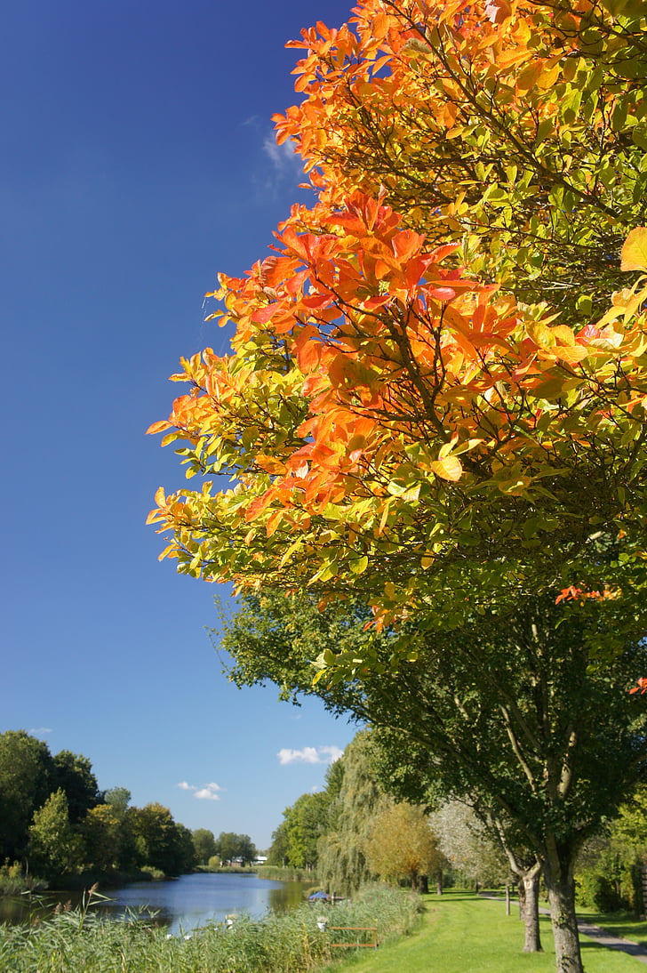 дерево, Цвет, Осень, листья, цвета, Природа