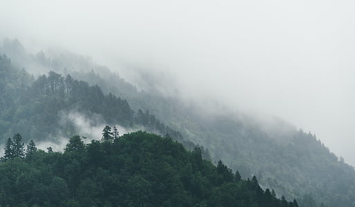 nature, paysage, brouillard, montagne, arbres, arbre de pin, nuages