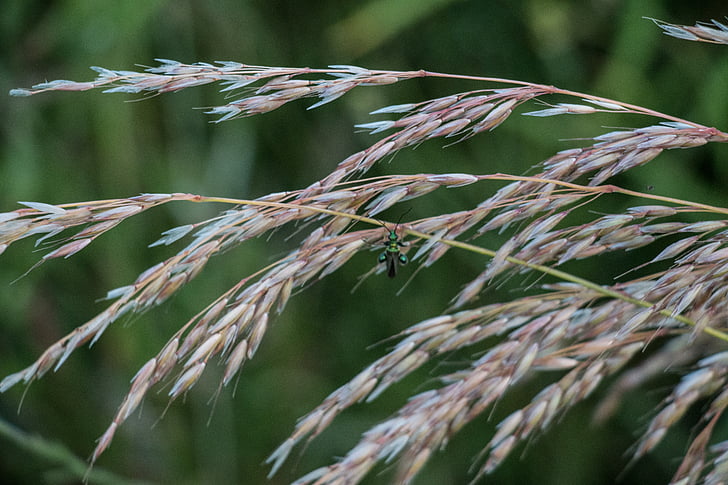 wheat, plant, field, green, meadow, cereals, grain
