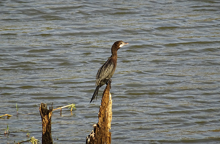 pájaro, pájaro del agua, poco cormorant, naturaleza, flora y fauna, aviar, bhimgadh
