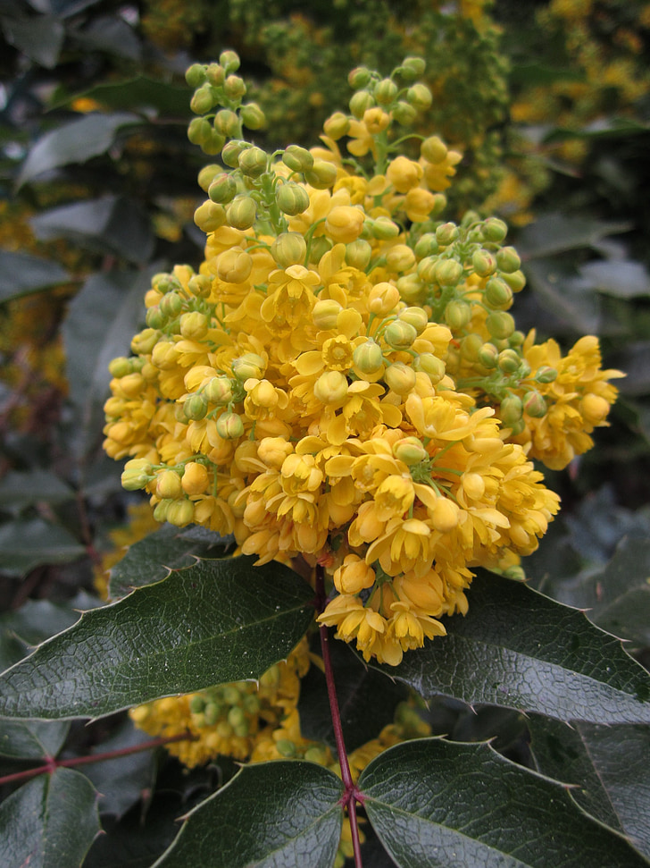 โรงงาน, มะฮอกกานี, mahonia aquifolium, ดอก, บาน, สีเหลือง